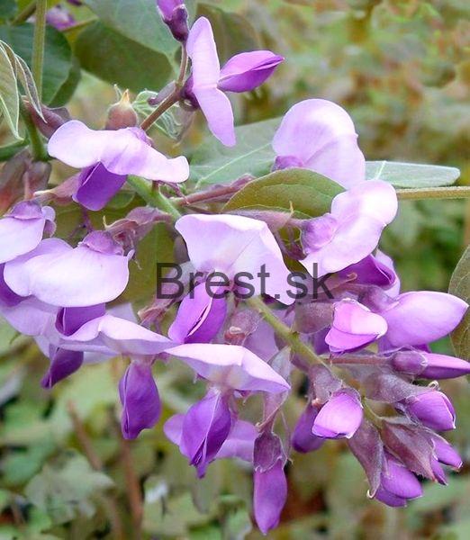 Wisteria Brachybotrys 'Ikoyama fuji' na kmeni